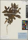Foto von Salix pentandra L.
